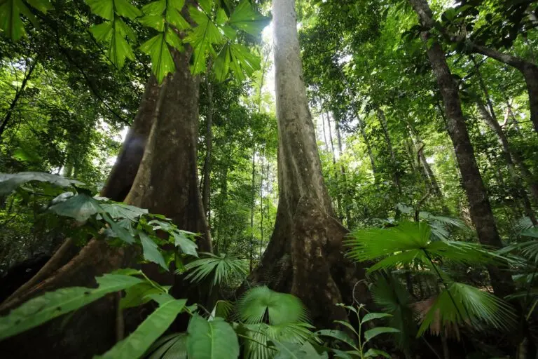 Natural forests, like this one in Indonesia, contain hundreds of native species that all contribute to the ecosystem services they provide. Protecting standing forests is quicker and cheaper than replanting lost ones. Many forests can regenerate on their own with a little assistance, but where tree planting is needed, it must aim to restore natural diversity and support local communities. Image by Rhett A. Butler/Mongabay.