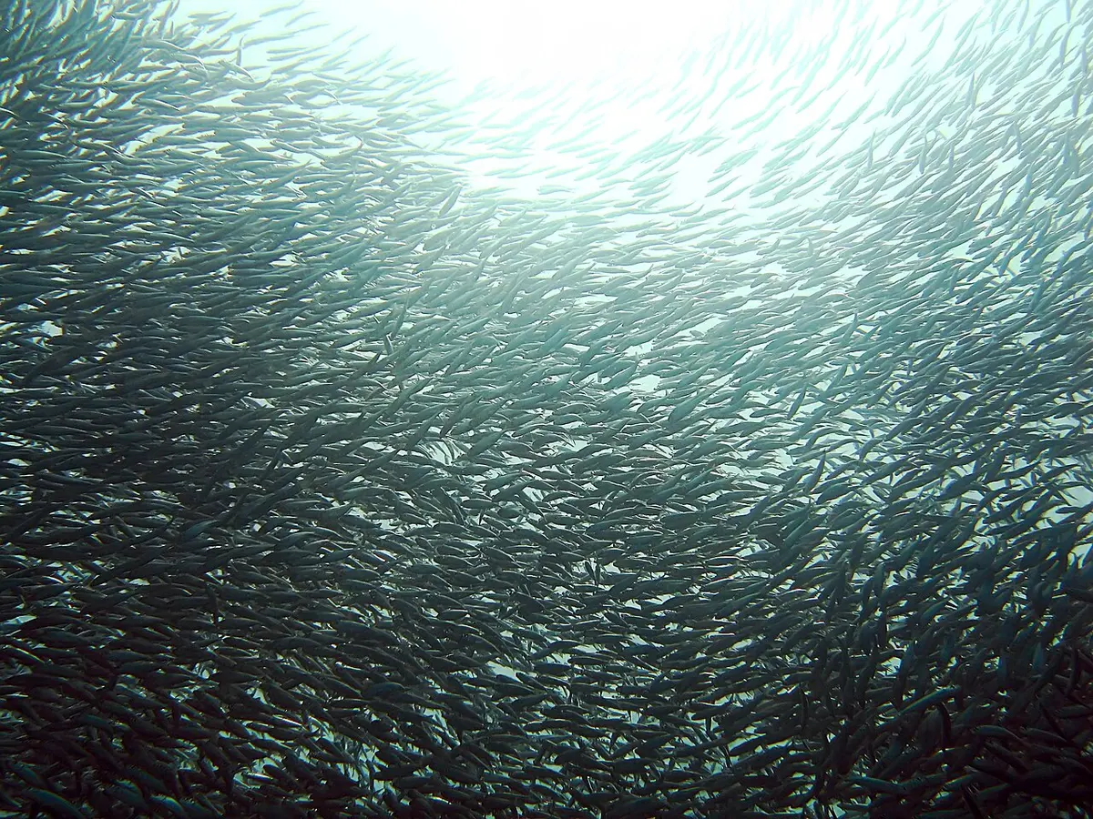 More than 120 people remain ill from the sardines