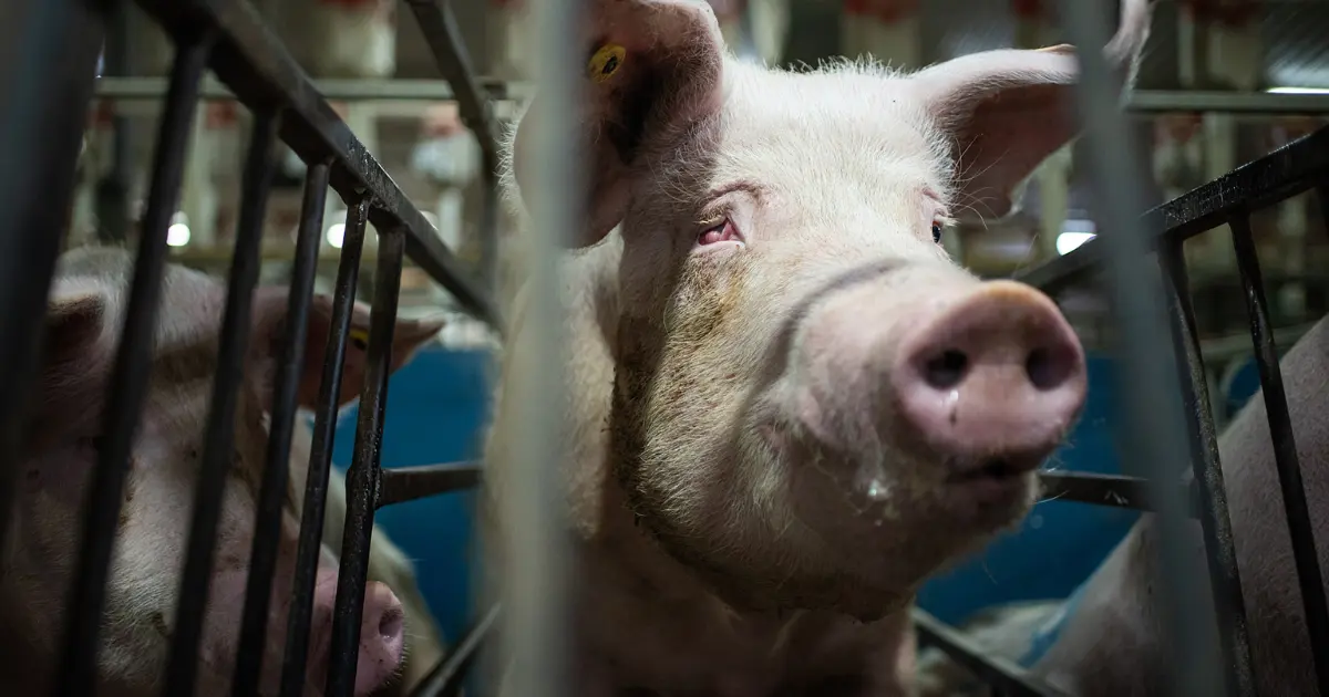A pig in a gestation crate Credit: Balvik C. / We Animals