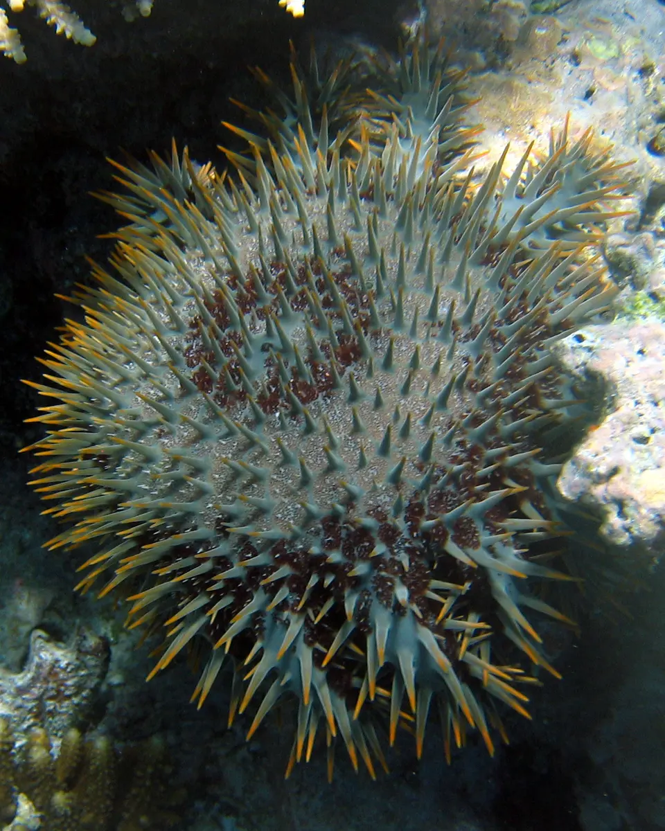 Crown-of-Thorns starfish near Qamea Island in Fiji. Image: Matt Wright.