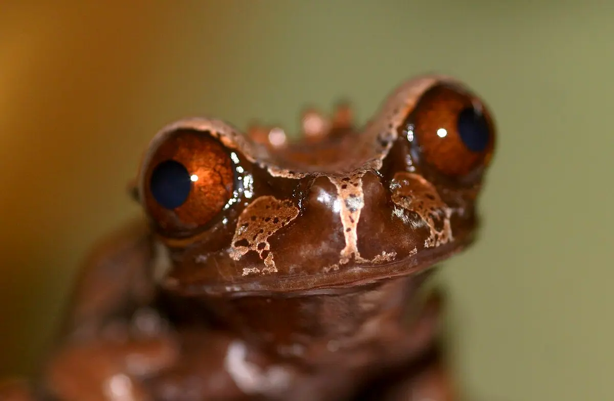 Anotheca spinosa, one of the species studied, was found to have prominent spikes under its skin. (Image: Brian Gratwicke)