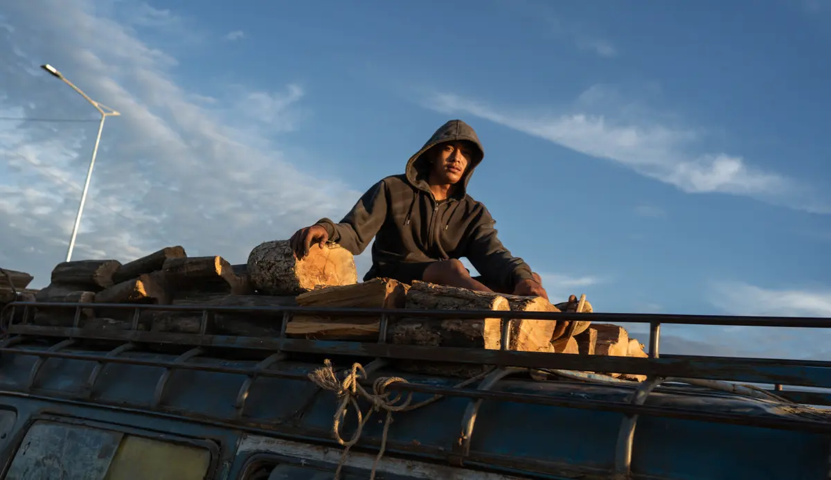 A logger sits on top of logs stacked in a truck. Image by Andy Ball for Mongabay.