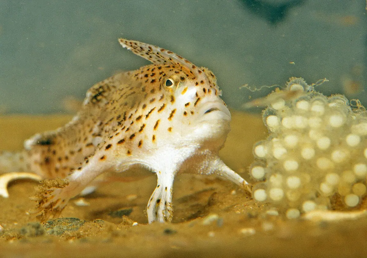 Female spotted handfish with her eggs Image: CSIRO.