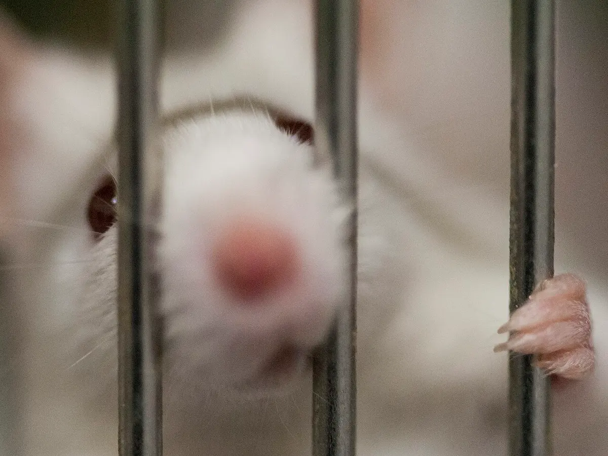 These experiments were performed on laboratory mice.Image: Ciotu Cosmin.