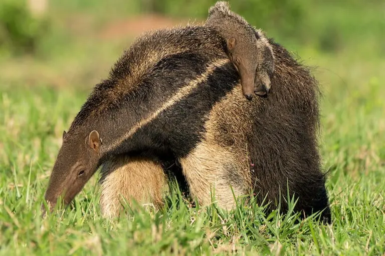Conservation efforts on private lands have contributed to the protection of vulnerable species like the giant anteater in the Brazilian Pantanal. Image courtesy of Yifan (Flora) He.
