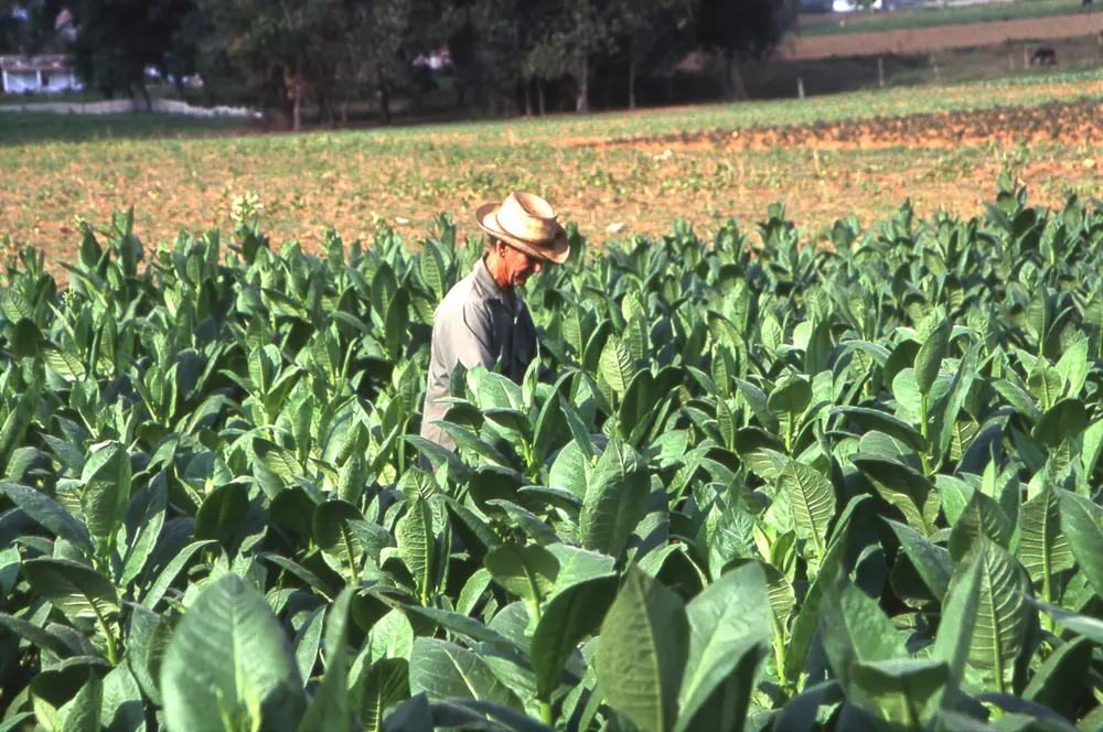 A tobacco farm in Cuba. Image: Henryk Kotowski.
