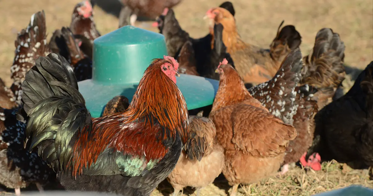 A group of chickens at a feeder A group of chickens at a feeder Rodale Regenerative Organic Heritage-breed chickens run free at Rodale Institute. Credit: MediaNews Group/Reading Eagle via Getty Images via Sentient.
