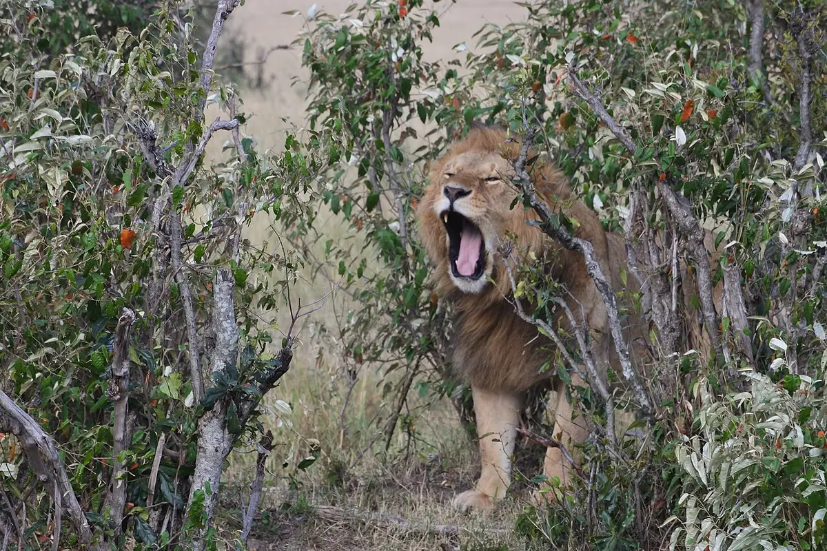 A lion in Nairobi National Park, December 2016