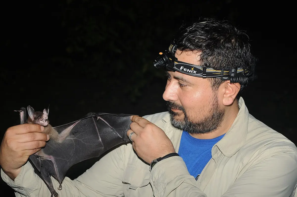 Paul Velazco with a Vampyrum spectrum. Image: Marco Tschapka.