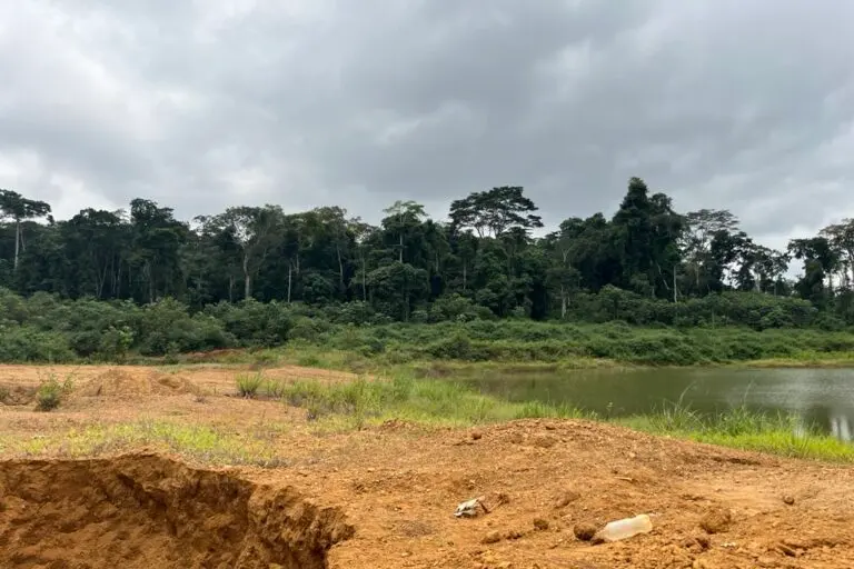 An example of the destruction caused by semi-industrial gold mining by Mac Congo left behind in the Sangha. Vegetation is slowly returning, but it is clearly different from the original forest. Image by Elodie Toto for Mongabay.