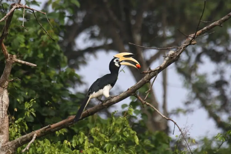 Oriental pied hornbill