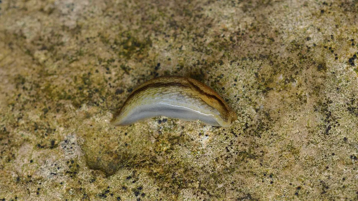 An Arion land slug in Canada. Image: Ryan Hodnett.