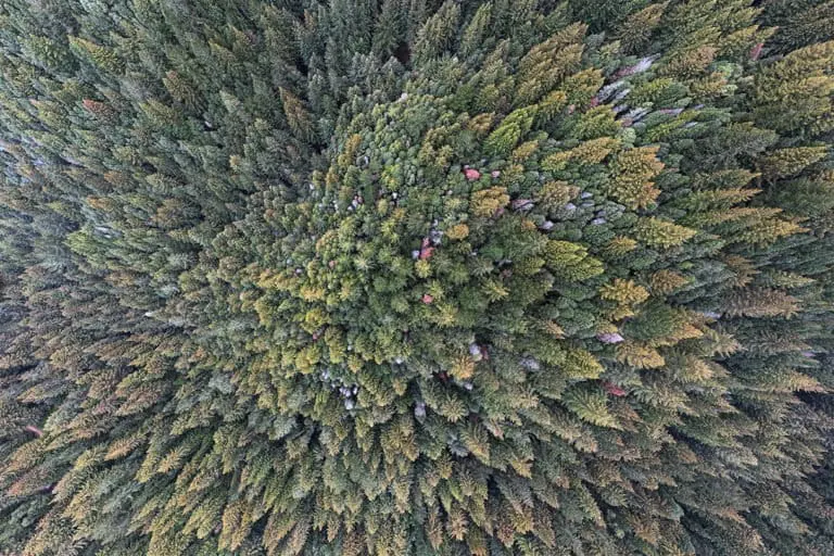 Redwood trees in California. Photo credit: Rhett A. Butler