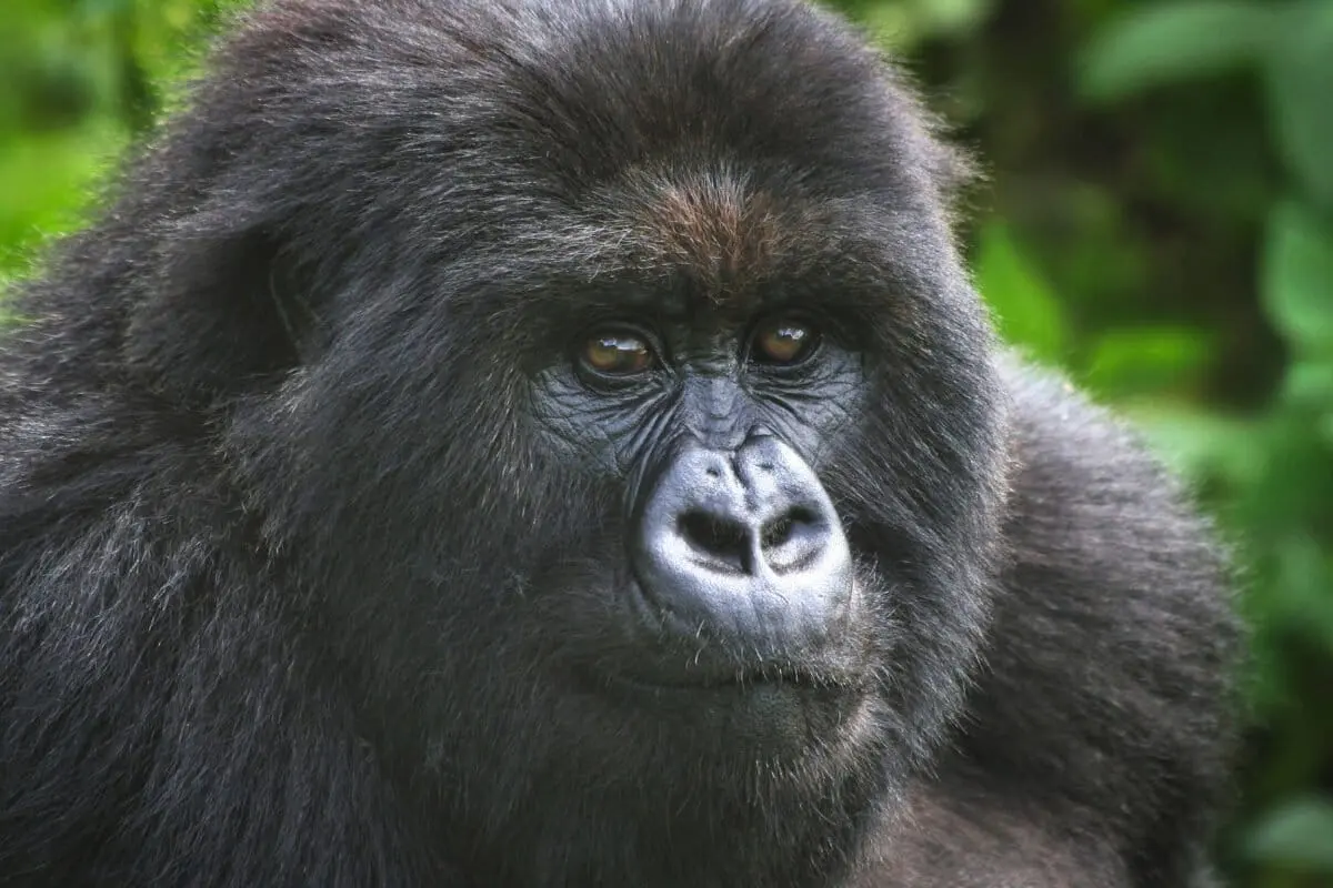 Mountain gorilla in Bwindi, Uganda in 2006.