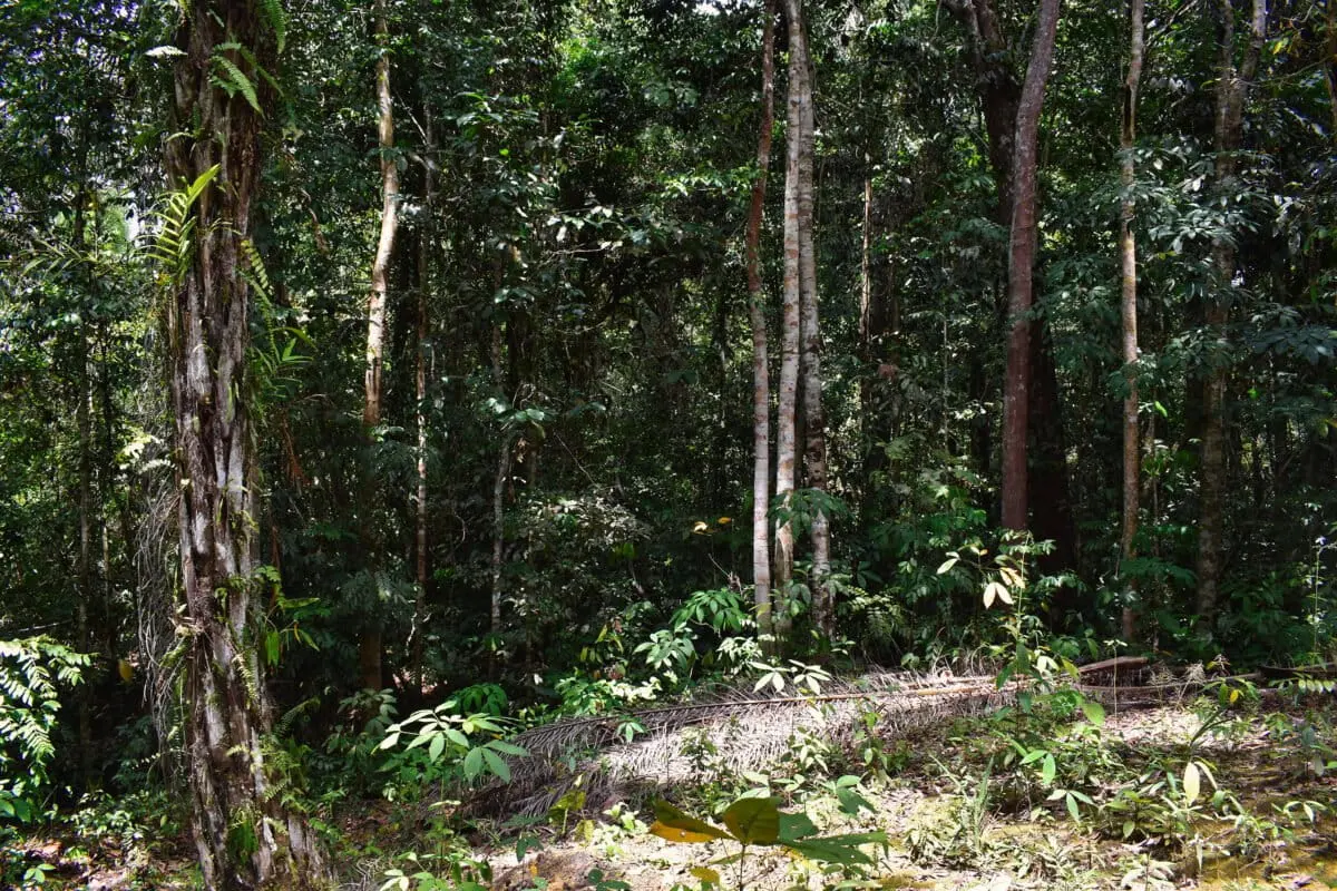 Customary forest behind smallholders oil palm plantation in Sanggau, West Kalimantan