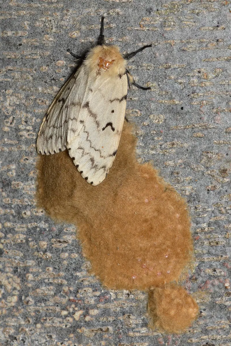 This moth has been renamed for the spongy egg masses that they leave on trees. Image: Ryan Hodnett.