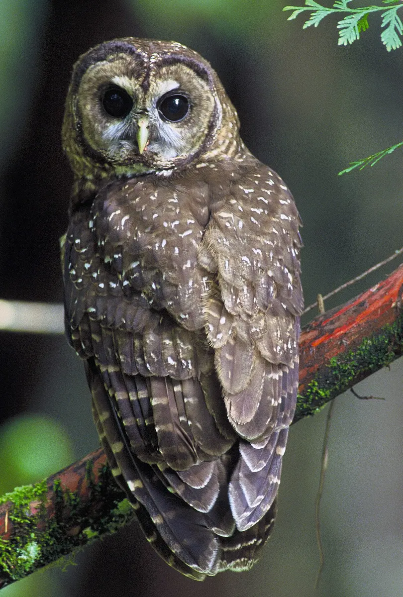 A northern spotted owl in Oregon.Image: U.S. Fish and Wildlife Service.