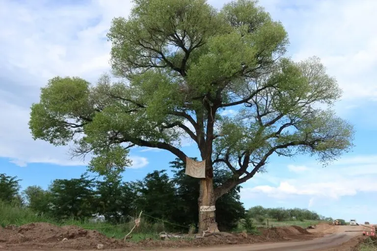 tree sitter in the Grandmother Tree. Image courtesy of Meg Perret.