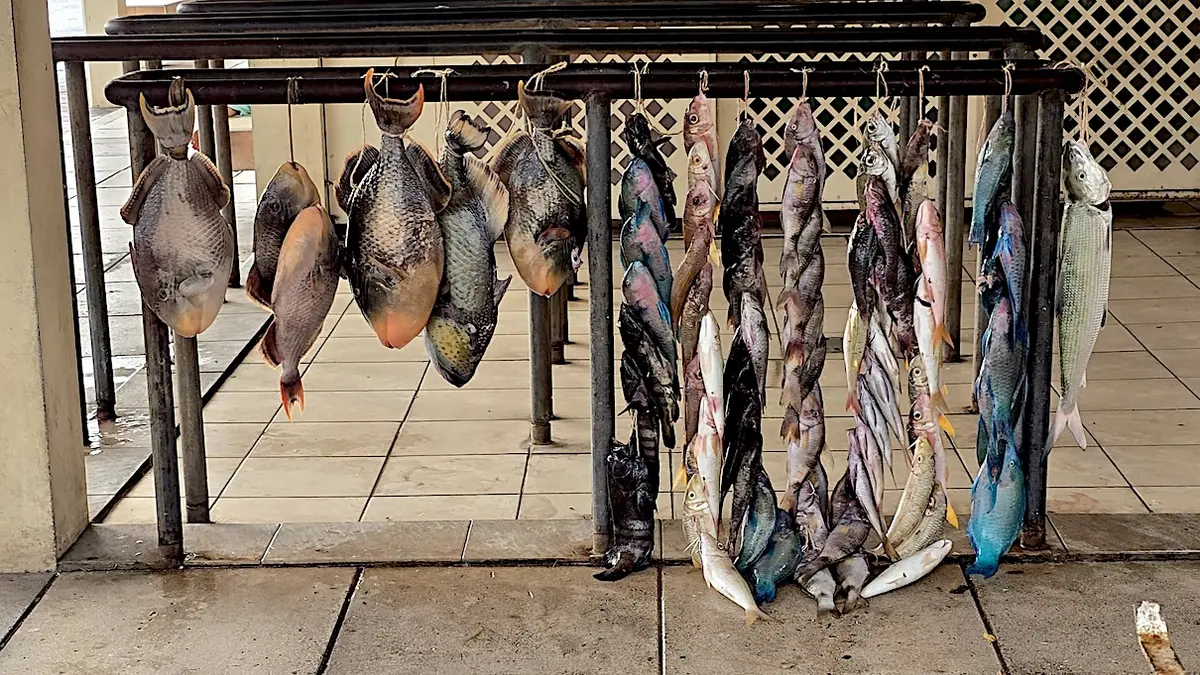 Reef fish for sale at the market in Raiatea, French Polynesia. Photo by Angelo Villagomez