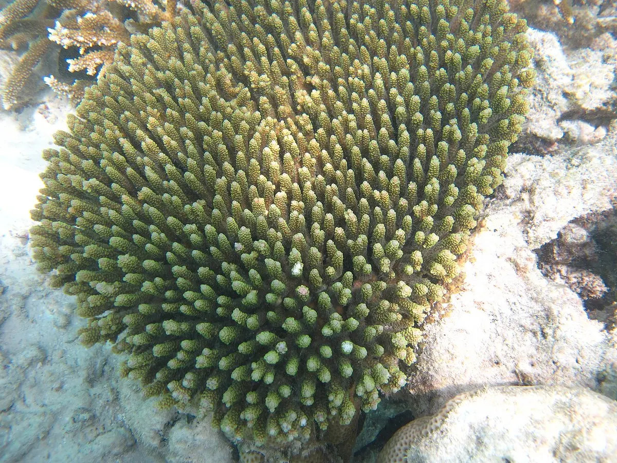 A. millepora showed greater resistance to bleaching in reefs with more fish. Image: MDC Seamarc Maldives.