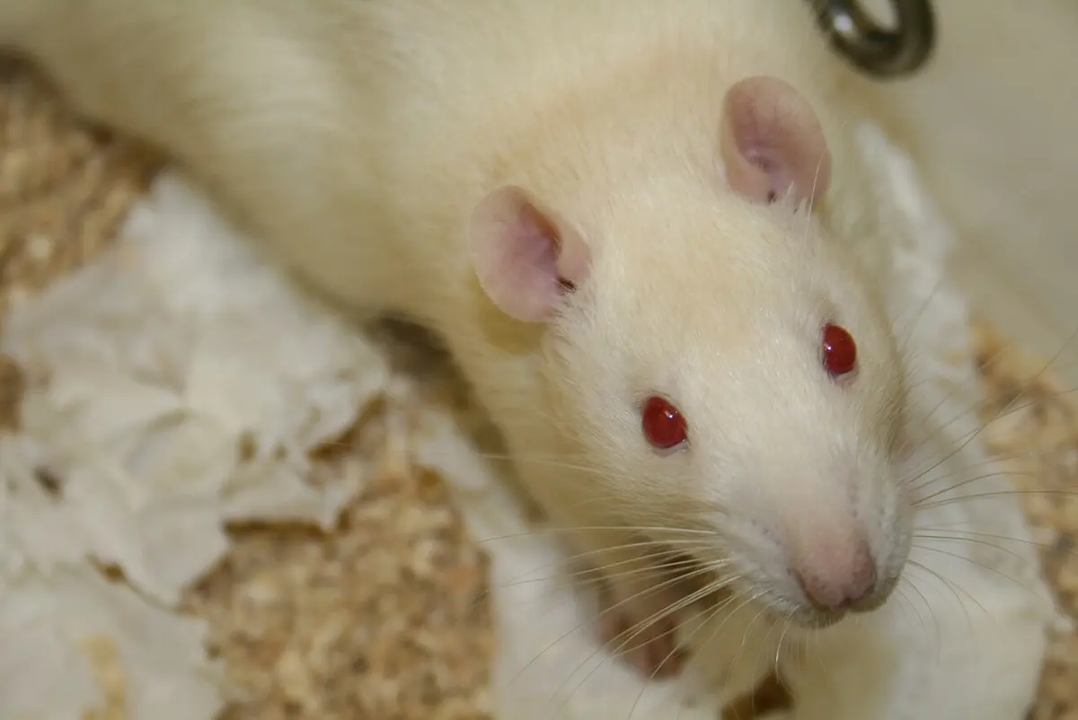 The experiments were conducted on Sprague-Dawley rats. Image: Jean-Etienne Minh-Duy Poirrier.