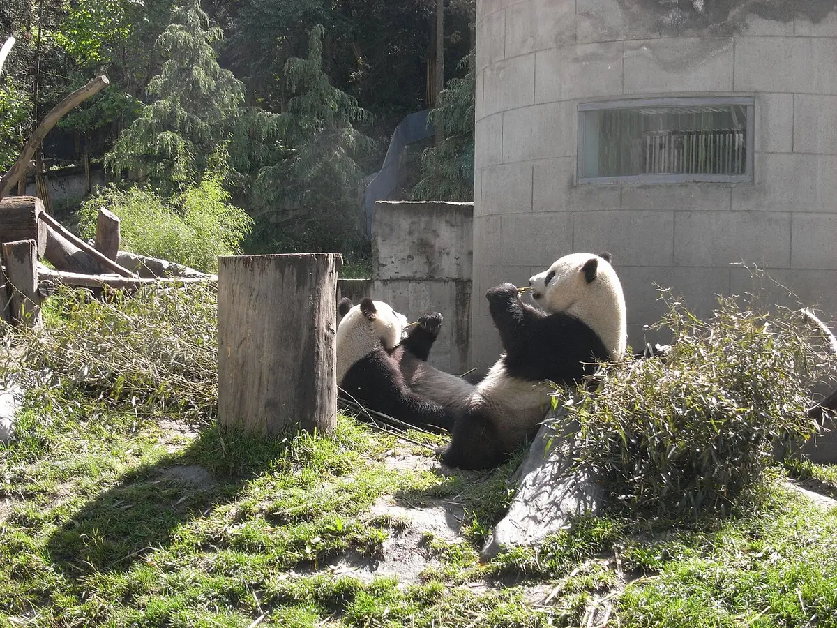 Proud panda parents Tuan Tuan and Yuan Yuan at the Taipei Zoo in 2008.