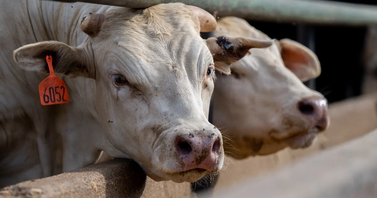 Cows standing in a feedlot Credit: Brandon Bell/Getty Images via Sentient.