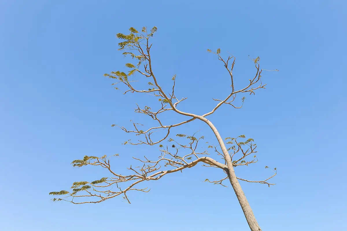 A young tree in Saudi ArabiaImage: Francisco Anzola.