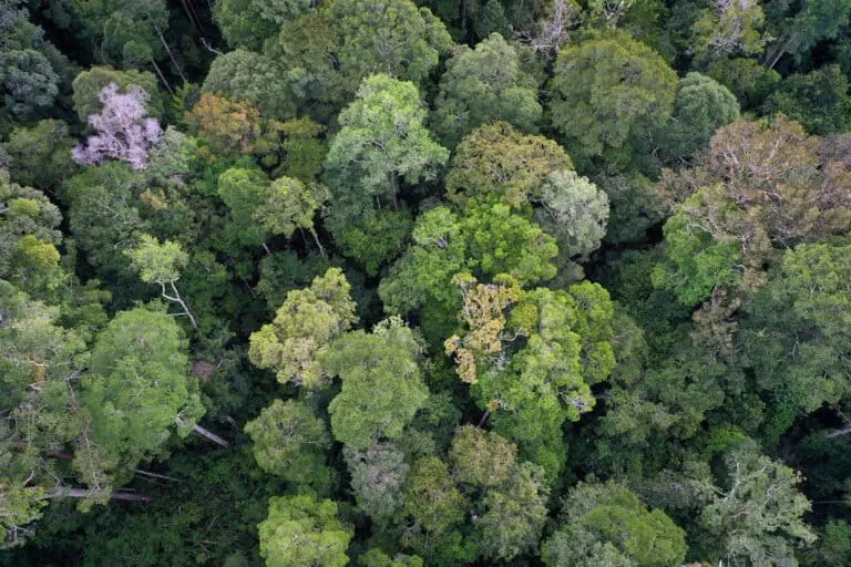 Kapuas Hulu, a province in West Kalimantan in the co-called “Heart of Borneo.” Drone image by Rhett A. Butler for Mongabay.