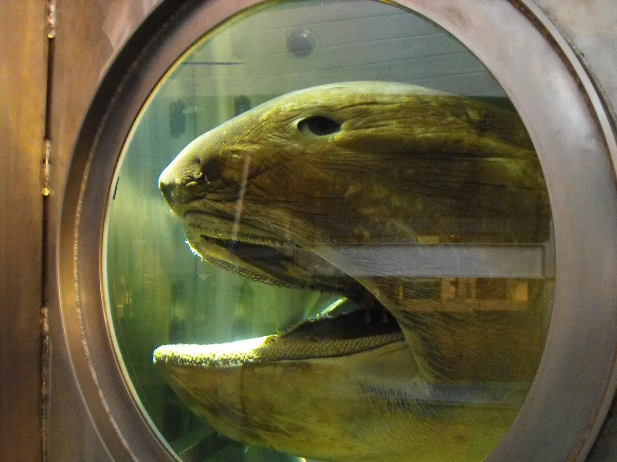 Preserved head of a megamouth on display in Australia.Image: "saberwyn".