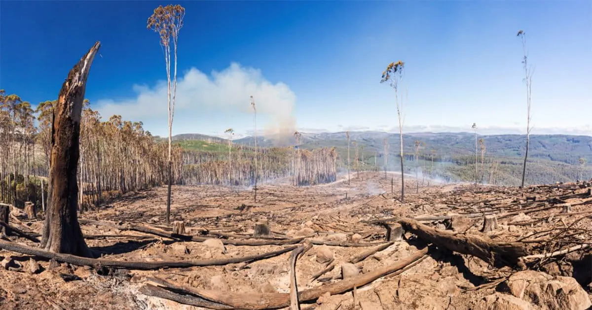 Clearfell logging in Alpine Ash forest March 2018, Royston Range, Victoria. Photo by Chris Taylor