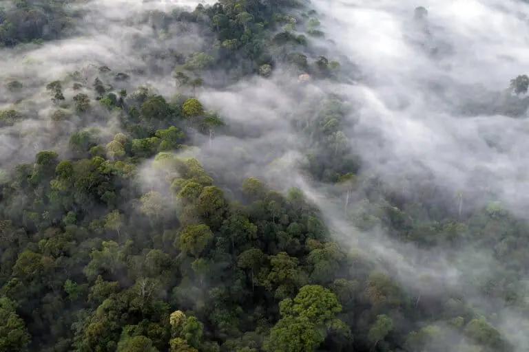 Tropical forest in Indonesia. Photo by Rhett Ayers Butler for Mongabay.