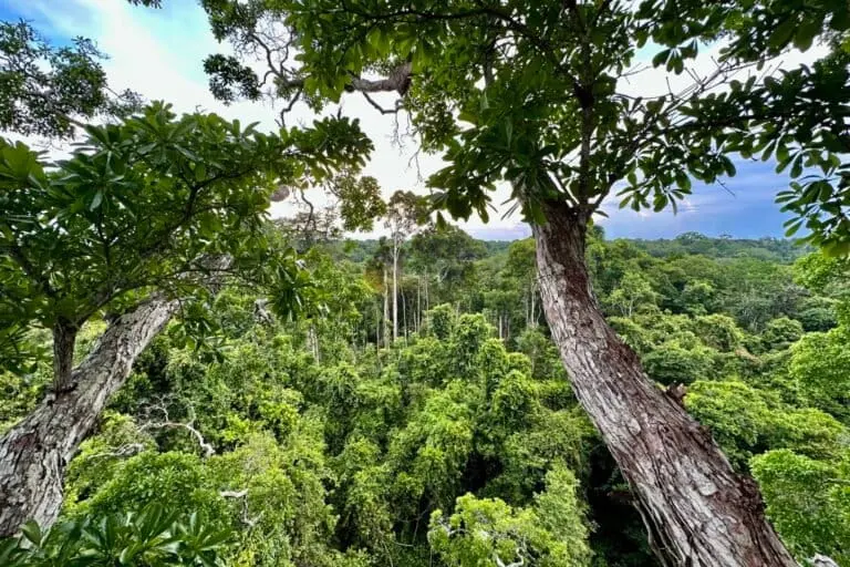 Tropical forest near Atalaia do Norte, in the Brazilian State of Amazonas. Vale do Javari spans more than 8,5 million hectares (21 million acres) to the south of Atalaia. Image by Gloria Pallares.