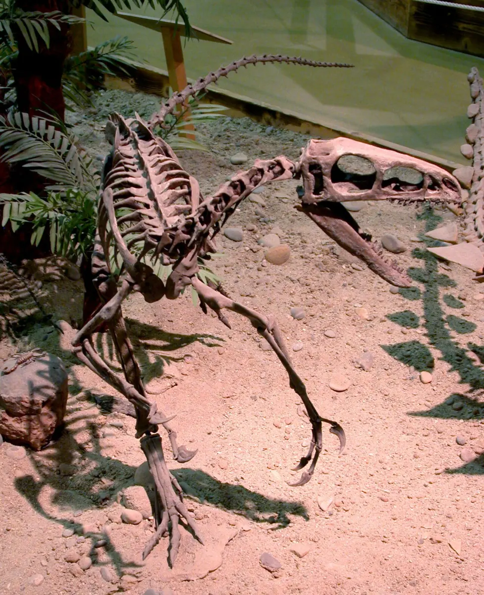 File photo of a reconstructed coelurosaur skeleton. Image: Greg Goebel (flickr).