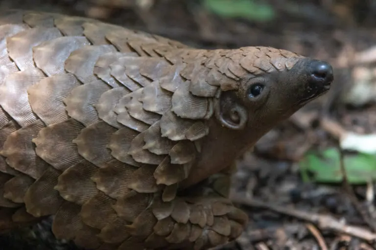 Pangolin at the Lilongwe Wildlife Centre in 2022: the centre's work includes rehabilitating animals rescued from the illegal wildlife trade. Image by Araluen Schunmann via Flickr (CC BY-NC-SA 2.0)