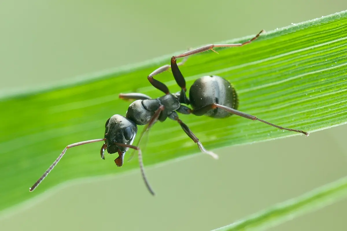 Formica fusca, from file.Image: Mathias Krumbholz.