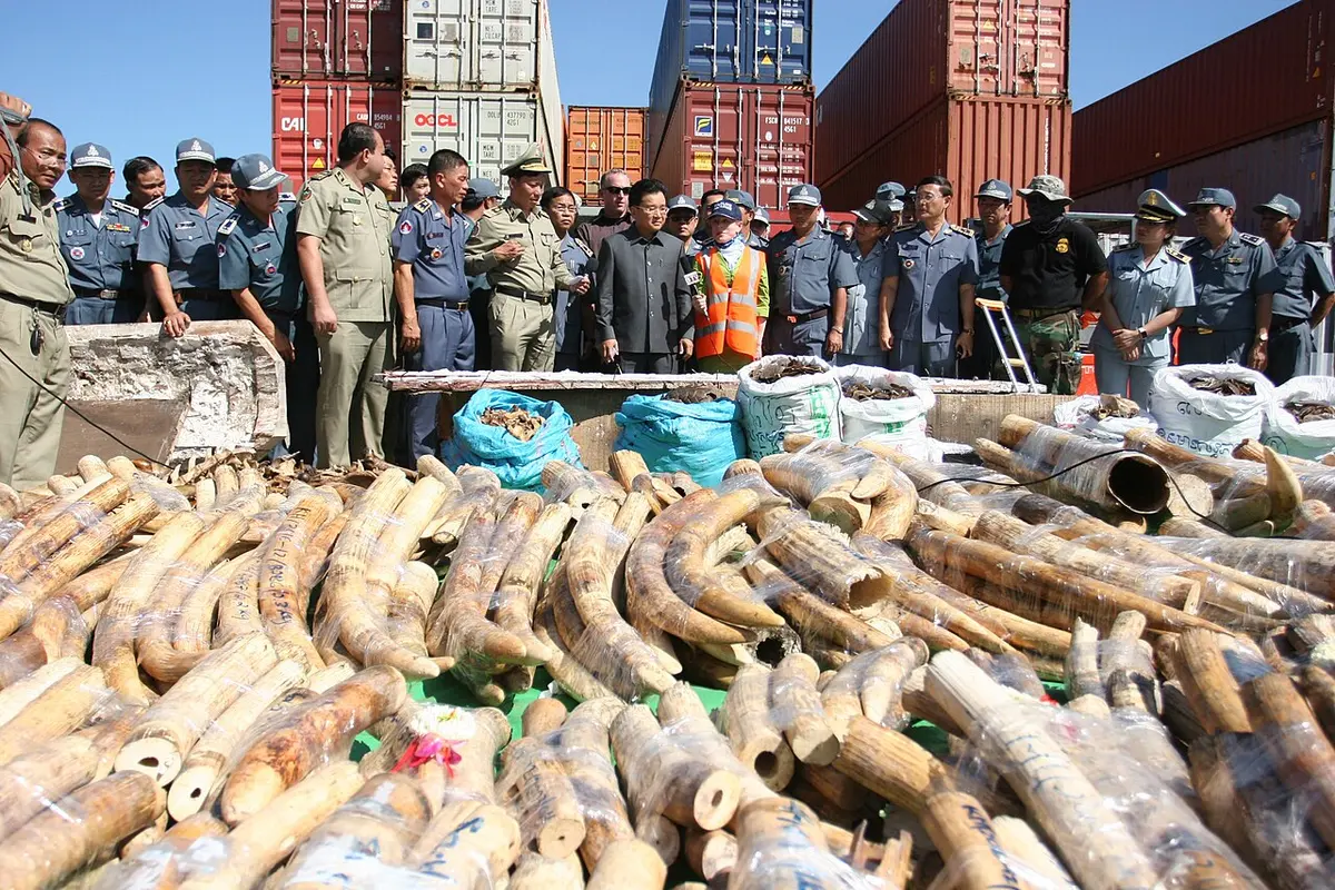 Cambodian customs agents pose with a cache of illegal ivory from Mozambique on December 21, 2016, seized in the same period as those in the study. Image: Andyb3947.