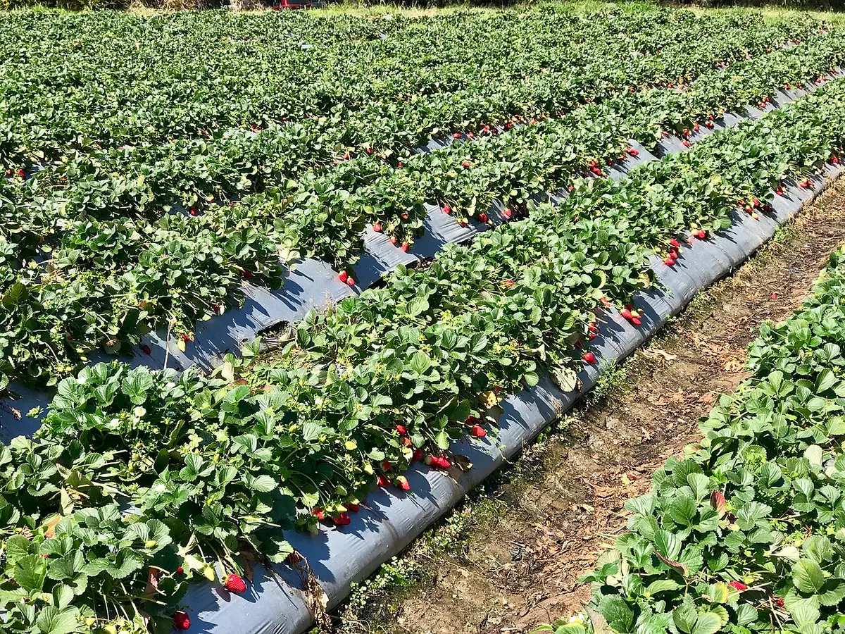 Strawberries in picking season at a Queensland farm.Image: User:Kgbo.