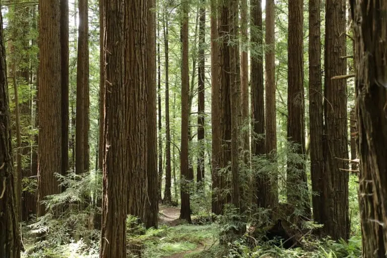 Redwood forest in California. Photo by Rhett Ayers Butler
