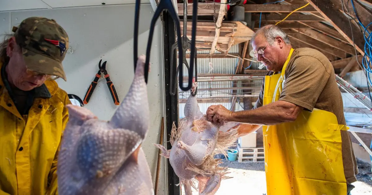 Two people de-feather freshly slaughtered turkeys. Credit: JOSEPH PREZIOSO/AFP via Getty Images via Sentient.