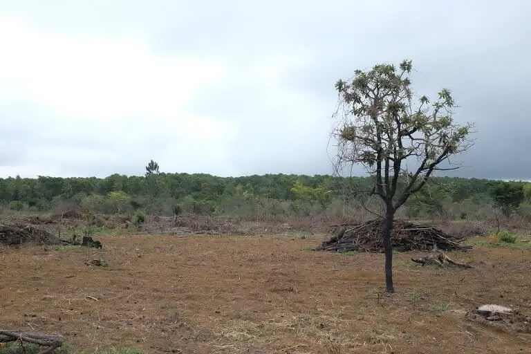 A native Cerrado tree grows in the middle of the field restoration site, behind a pile of pine trees. Image by Sarah Sax.