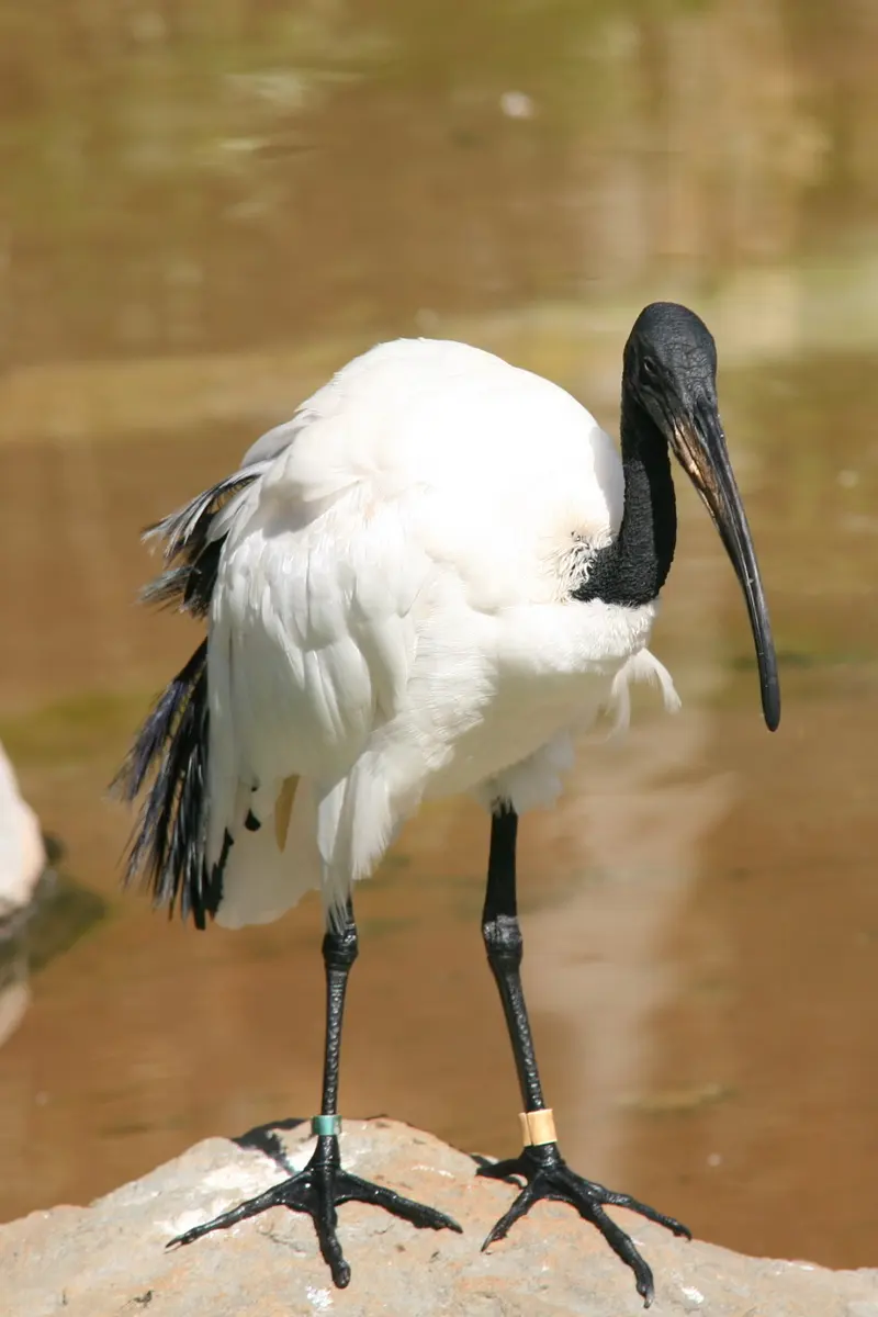A sacred ibis at the Honolulu zoo.Image: cliff1066.
