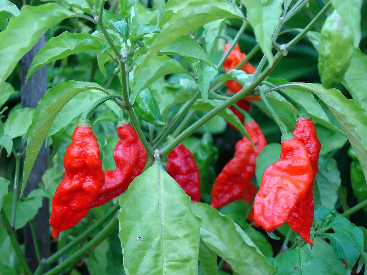 File photo of Bhut Jolokia, 2007. Image: Asit K. Ghosh Thaumaturgist.