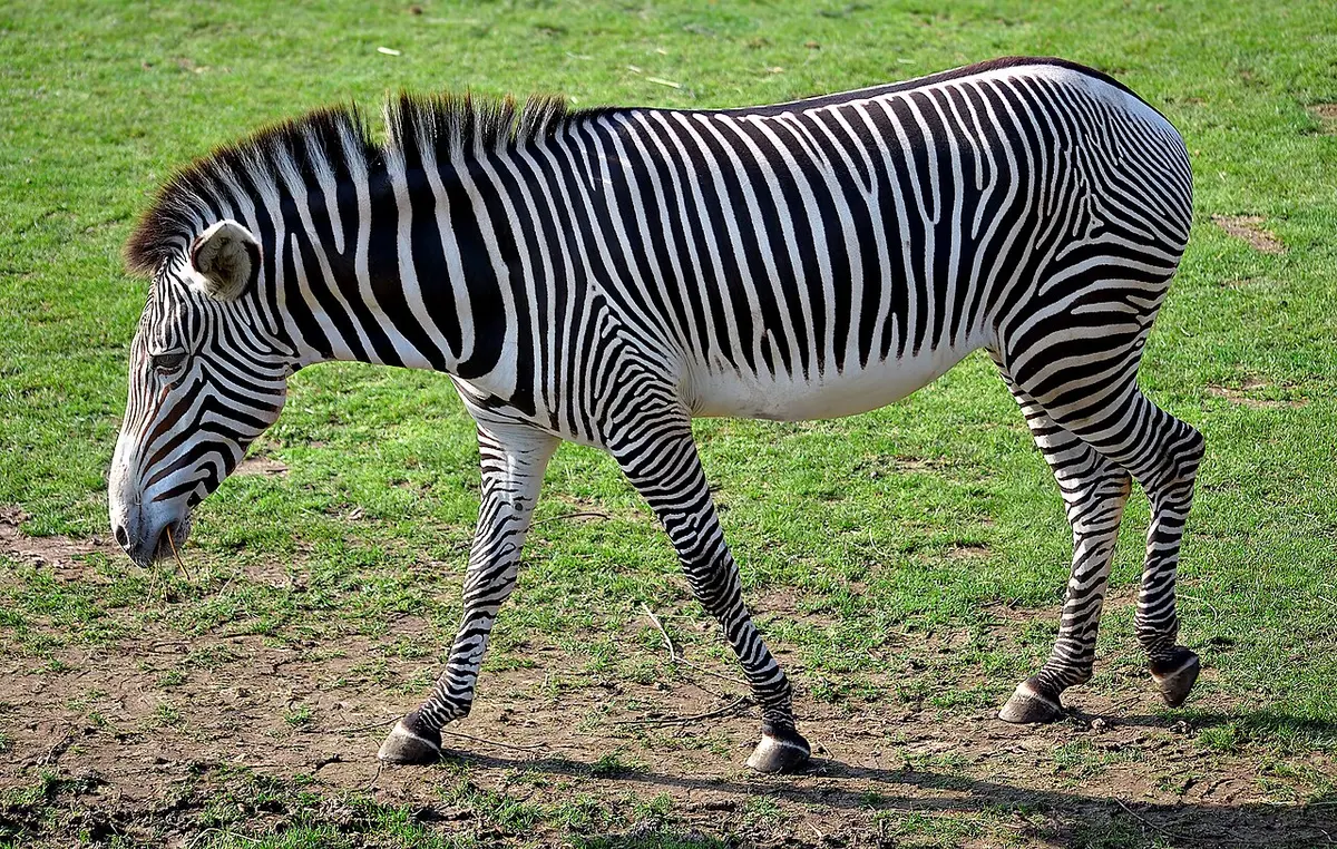 A Grevy's Zebra (Equus grevy)Image: André Karwath aka Aka.