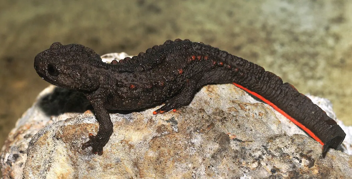A Tylototriton ziegleri male Image: Nguyen Thien Tao.