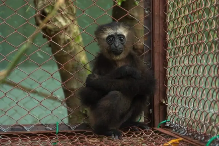 Western hoolock gibbon at the new rehabilitation facility. Image via the author.