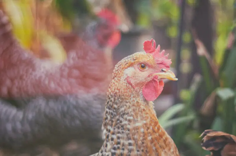 How Croatian communities are taking on planned poultry slaughterhouses