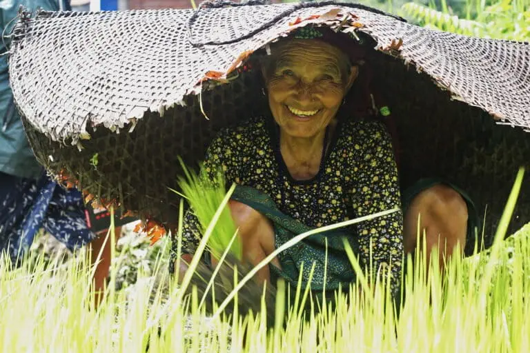 An Indigenous Gurung woman prepares a field for rice after harvesting foxtail millet. Farmers wear a syakhu (a shield made up of leaves of Himalayan bamboo to beat the scorching heat while in the field. Image by Sonam Lama Hyolmo/Mongabay.