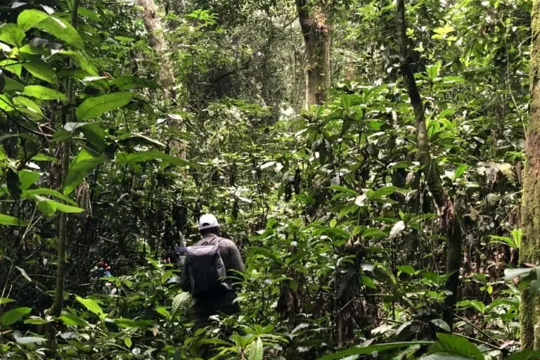 The Yangambi Biosphere Reserve is at the heart of the second largest tropical rainforest in the world, which is vital for the world’s climate and regional water supply. Credit: Glòria Pallarès.