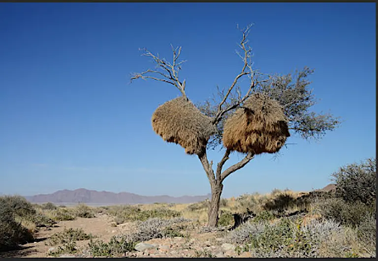 Sociable weavers nesting in acacia trees, Karas Region, Namibia. Image courtesy of Martha Karas.